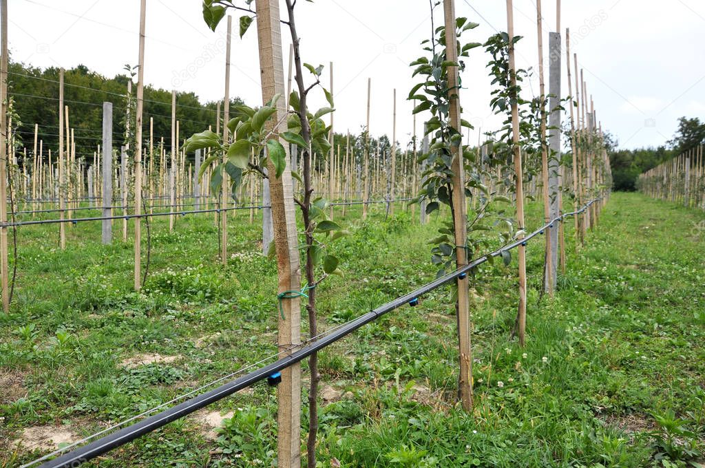 Drip irrigation in the orchard