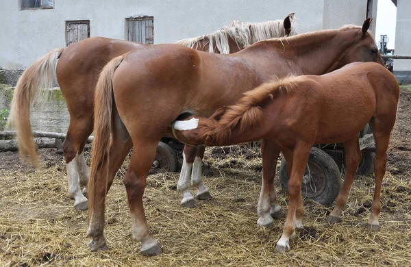 소박한 마당에서 말과 새끼 의 몇 — 스톡 사진