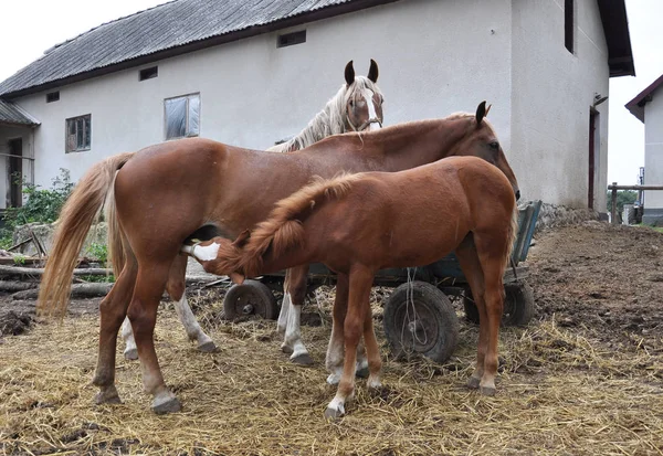 Im rustikalen Hof ein paar Pferde und ein Fohlen — Stockfoto