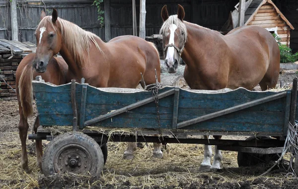 In the rustic yard a couple of horses and a foal — Stock Photo, Image