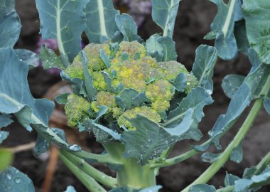 Lahana brokoli açık zeminde yetişir