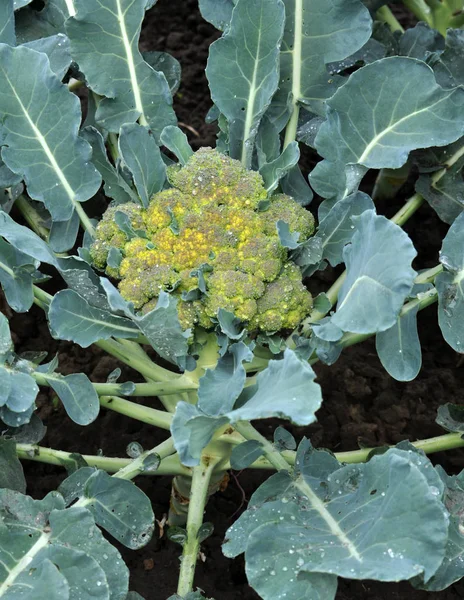 Kapusta brokuły rośnie w otwartej ziemi — Zdjęcie stockowe