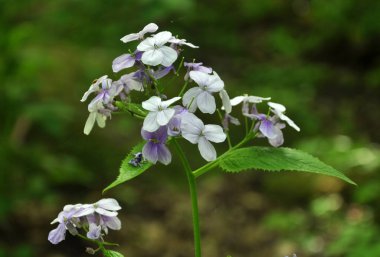 Vahşi doğada, orman Lunaria rediviva çiçek açar