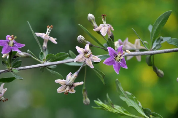 Flowering Lycium barbarum — Stock Photo, Image