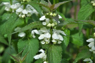 Doğada Bloom ısırgan sağır (Lamium albüm)
