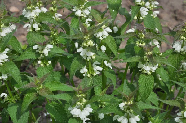 Bloom en la naturaleza las ortigas son sordas (Lamium álbum ) — Foto de Stock