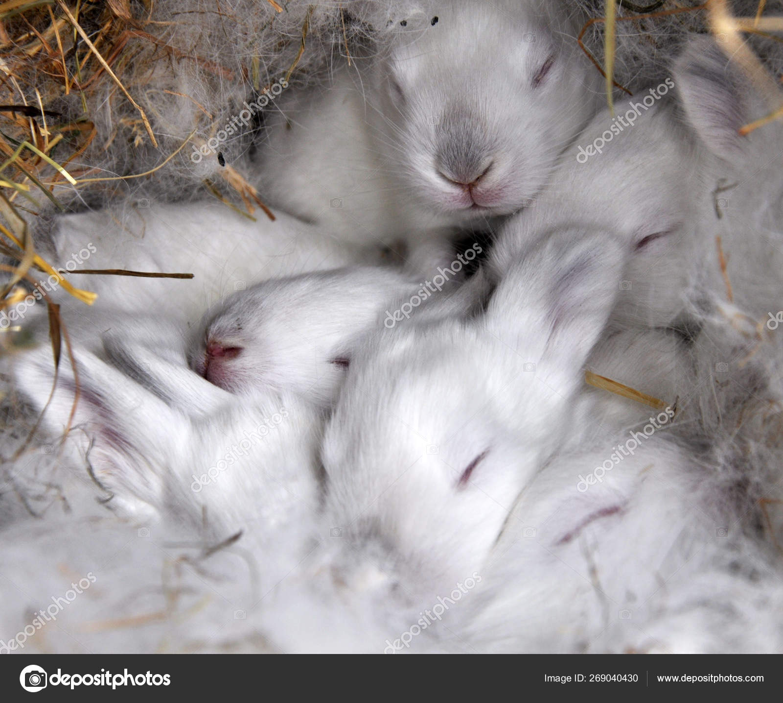 Breeds Of Rabbits Pictures Breeds Of Rabbits Stock Photos Images Depositphotos