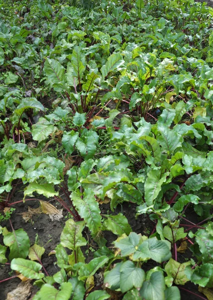 Red beet in the open ground — Stock Photo, Image