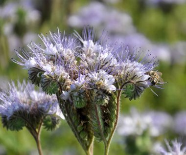 Alan facelia çiçeklenme olduğunu