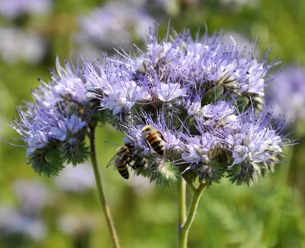 The field is blooming phacelia — Stock Photo, Image