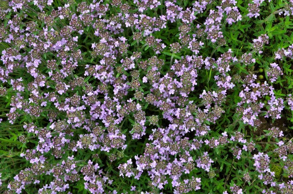 Timo fiorisce in natura — Foto Stock