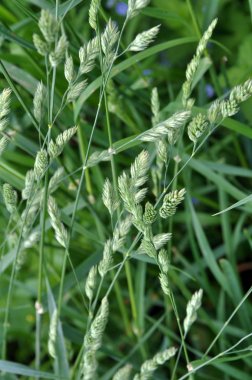 Çiçekli Dactylis glomerata