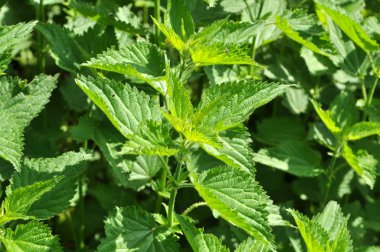 Doğal aşırı büyümüş ısırgan