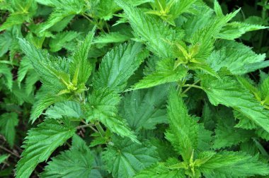 Doğal aşırı büyümüş ısırgan