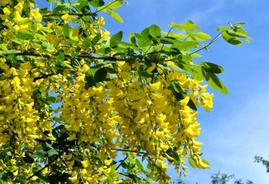 Akasya çiçeği sarıdır (Caragana arborescens)