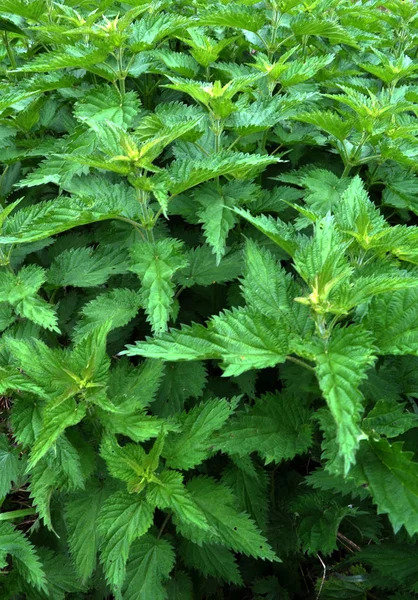 Natural overgrown nettles — Stock Photo, Image