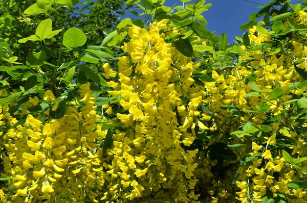 Acacia blossom is yellow (Caragana arborescens) — Stock Photo, Image