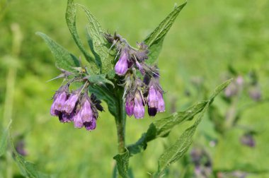 Çayırda, comfrey (Symphytum officinale) çiçek açıyor