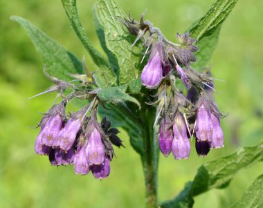 Çayırda, comfrey (Symphytum officinale) çiçek açıyor