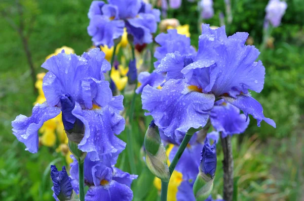 Im blumengarten blühen iris — Stockfoto