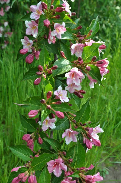 Weigela kwitnie w ogrodzie — Zdjęcie stockowe