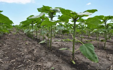 Herbitler kullanan genç ayçiçeği otlardan korunmaktadır