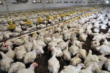 Büyüyen broiler tavuk çiftliği