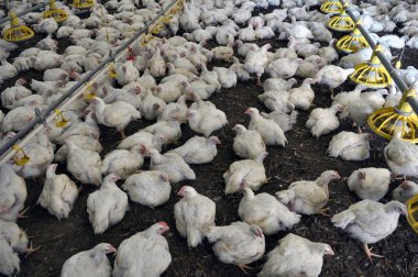Büyüyen broiler tavuk çiftliği