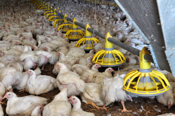 Farm for growing broiler chickens