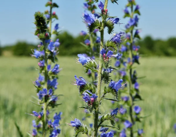 En el campo entre las hierbas florecen Echium —  Fotos de Stock