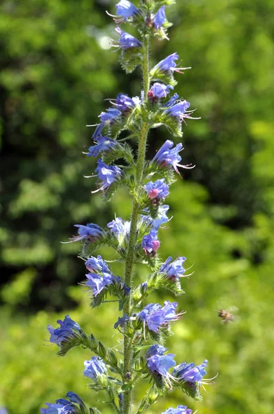 Na poli mezi bylinkami kvete Echium — Stock fotografie