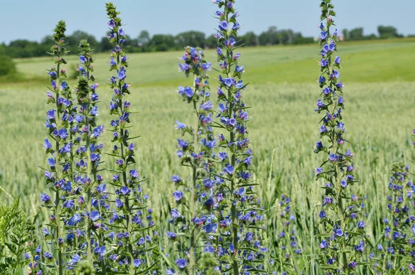 In the field among the herbs bloom Echium — Stock Photo, Image