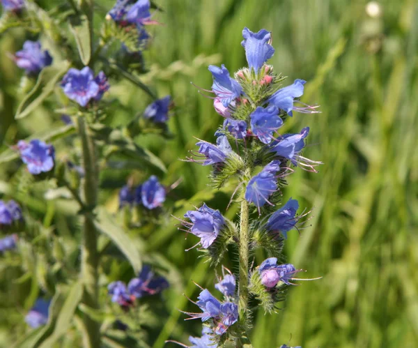 In the field among the herbs bloom Echium — Stock Photo, Image