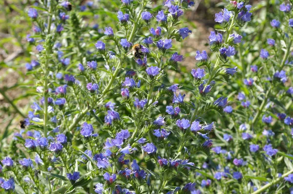 Na poli mezi bylinkami kvete Echium — Stock fotografie