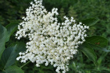 Doğada, mürver çiçekleri