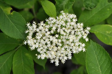 Doğada, mürver çiçekleri