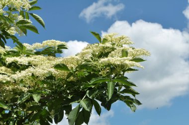 Doğada, mürver çiçekleri