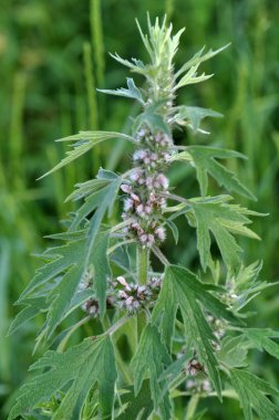 Otlar arasında çayırda motherwort büyümek
