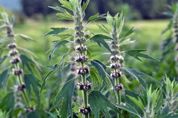 Otlar arasında çayırda motherwort büyümek