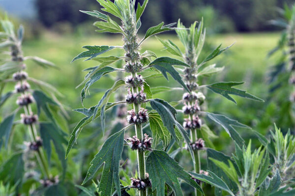 In the meadow among the herbs grow motherwort