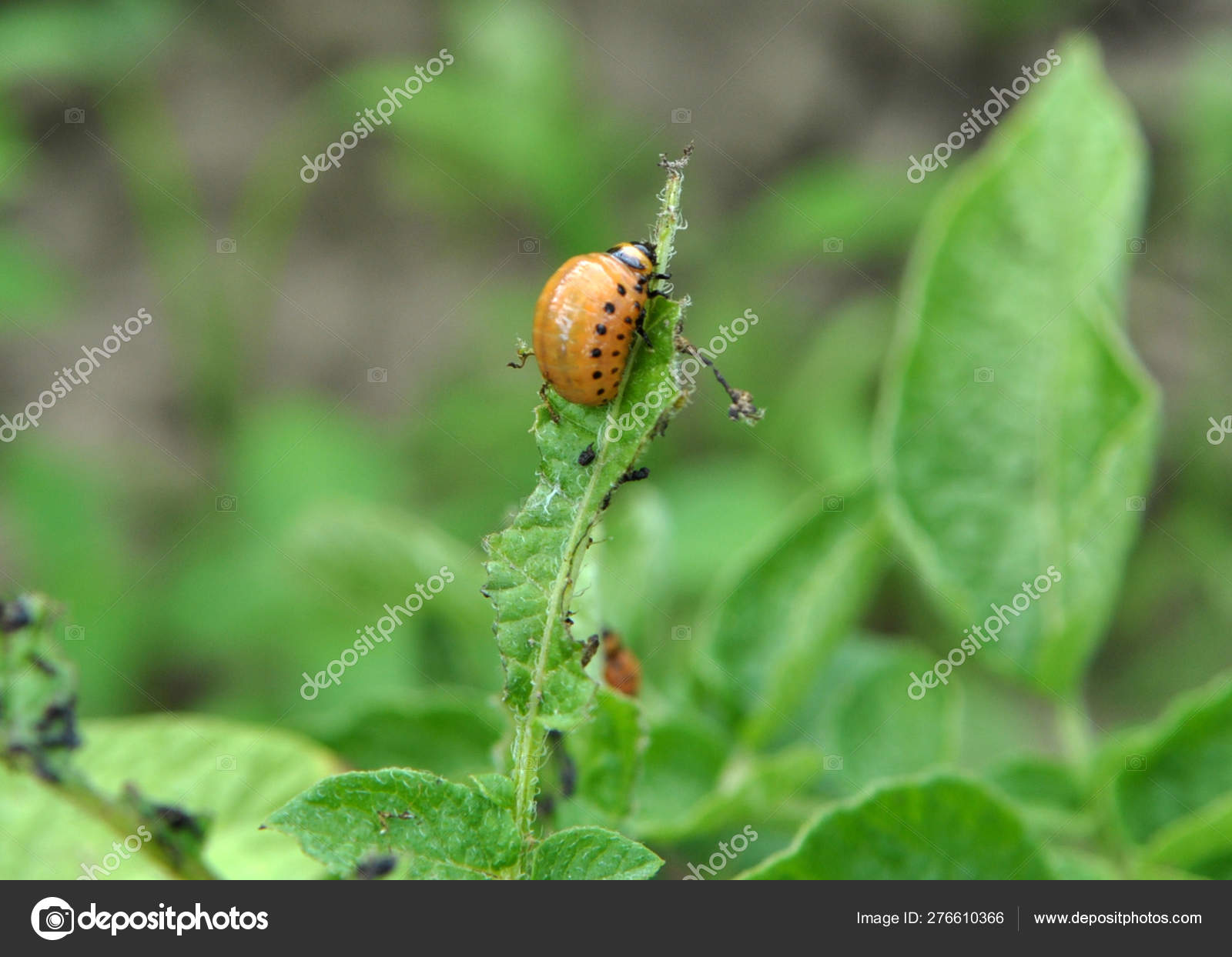 Larvae Of Colorado Potato Beetle Stock Photo Image By C Orestligetka Ukr Net