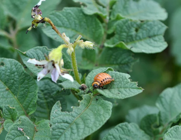 Larver av Colorado potatis Beetle — Stockfoto