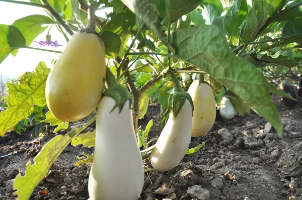 Im organischen Boden wächst weiße Aubergine — Stockfoto