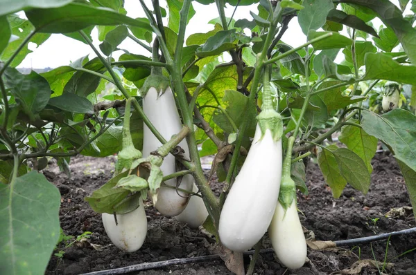 En el suelo orgánico, la berenjena blanca crece — Foto de Stock