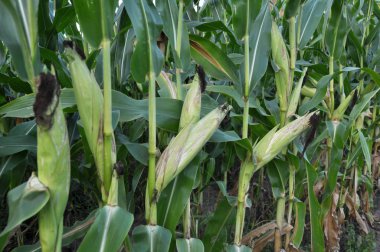 Mısır kökü üzerinde koçanı olgunlaştırır