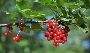 Çalı meyveleri üzerinde olgun frenk üzümü vardır 