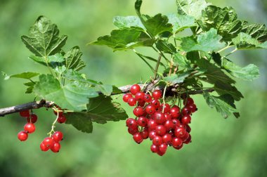Çalı meyveleri üzerinde olgun frenk üzümü vardır 