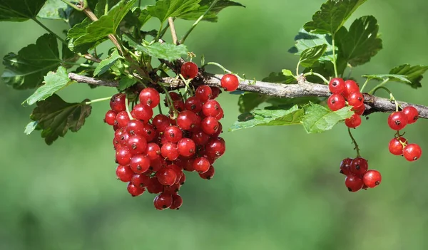 Sur les baies de brousse sont mûrs groseille rouge — Photo