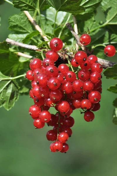 Sur les baies de brousse sont mûrs groseille rouge — Photo