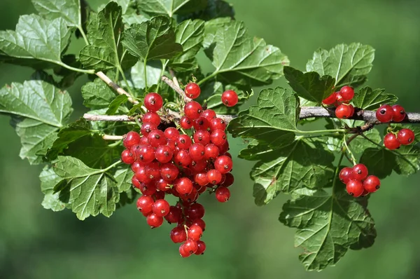 Sur les baies de brousse sont mûrs groseille rouge — Photo